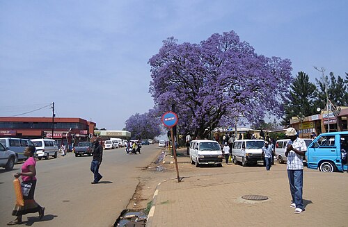 Black poui: town center of Nhlangano, Swaziland with flowering Jacaranda trees