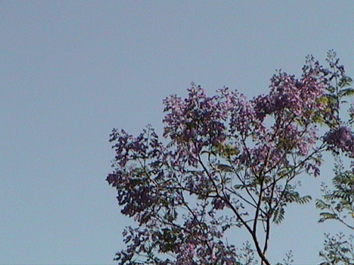 Black poui (Jacaranda mimosifolia)