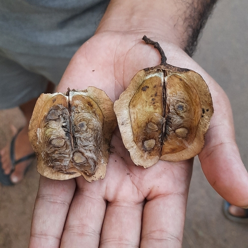Black poui (Jacaranda mimosifolia)