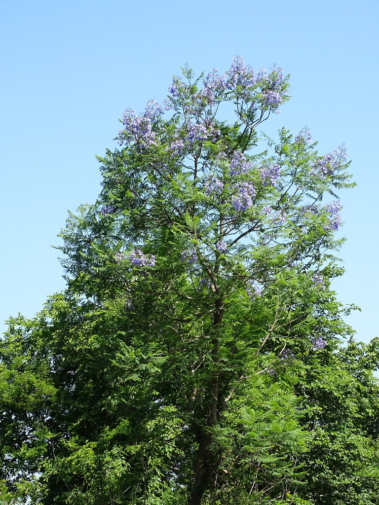 Black poui (Jacaranda mimosifolia)
