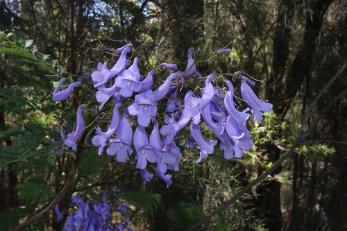 Black poui (Jacaranda mimosifolia)