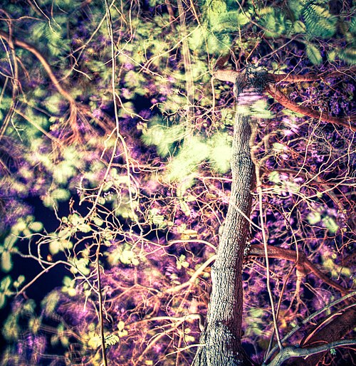 Black poui: Cielo de jacaranda, Xilitla