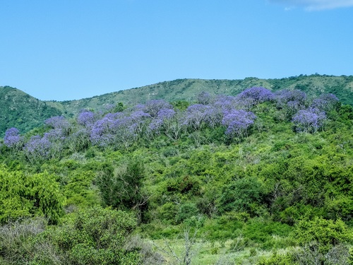 Black poui (Jacaranda mimosifolia)