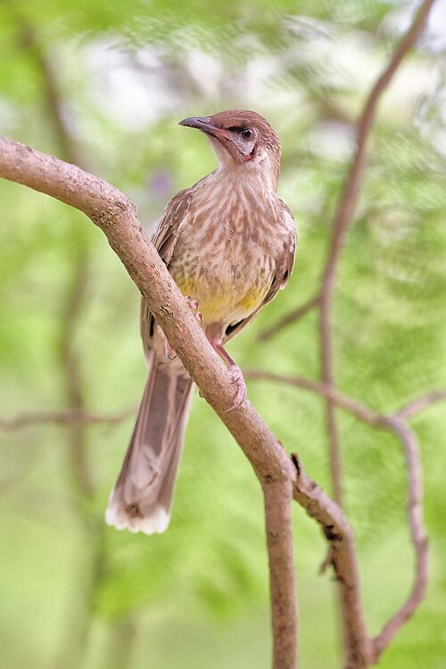 Black poui: A little wattlebird ( Anthochaera chrysoptera ) in a Jacaranda tree, Albury , New South Wales Australia.