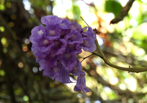 Black poui (Jacaranda mimosifolia)