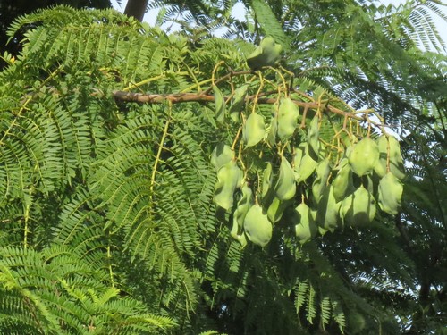 Black poui (Jacaranda mimosifolia)