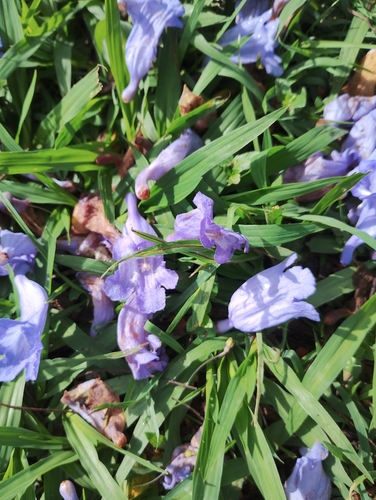 Black poui (Jacaranda mimosifolia)