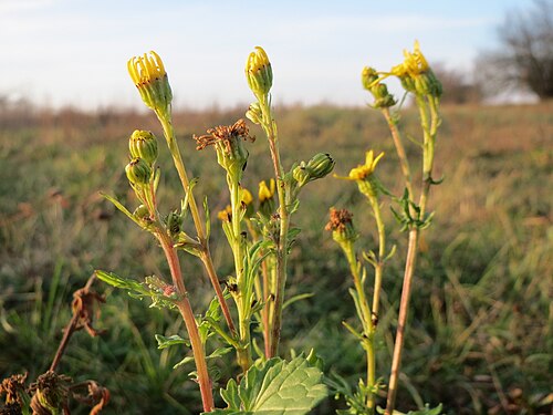 Common ragwort: Jakobs-Greiskraut ( Jacobaea vulgaris ) bei Hockenheim