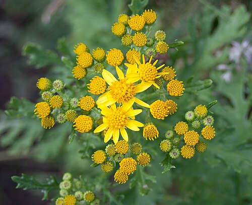 Common ragwort: Jacobaea vulgaris , syn. Senecio jacobaea , photographed on Crock Point, North Devon, on the South West Coast Path.