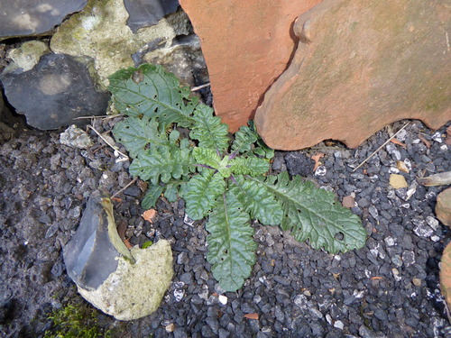 Common ragwort (Jacobaea vulgaris)