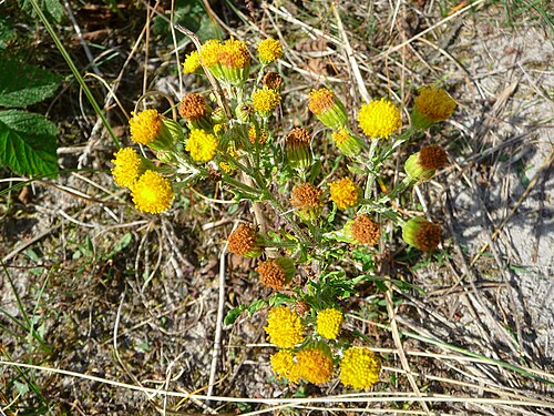Common ragwort: verblühtes Jakobs-Greiskraut (Jacobaea vulgaris), fotografiert auf der ostfriesischen Nordseeinsel Juist
