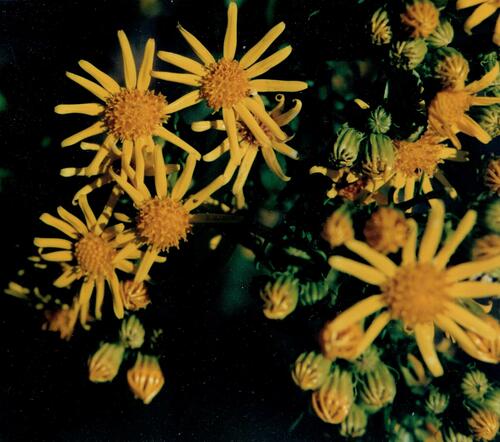 Common ragwort (Jacobaea vulgaris)