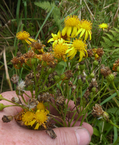 Common ragwort (Jacobaea vulgaris)