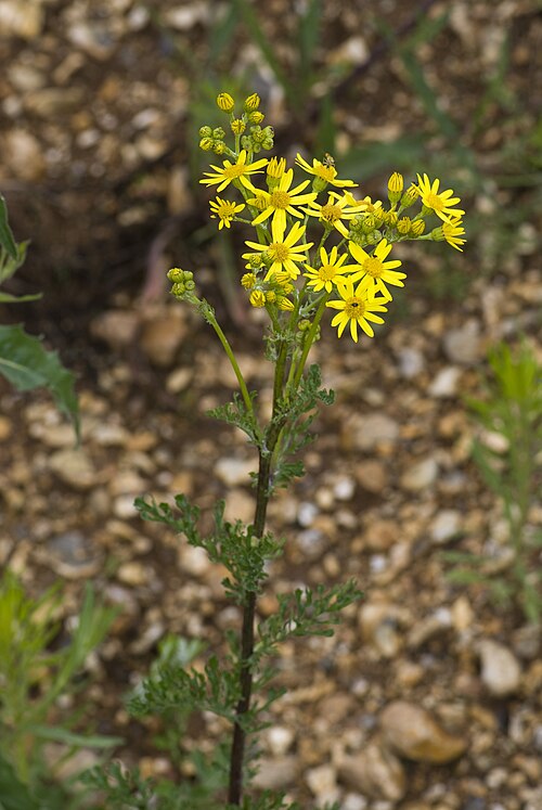 Common ragwort: Senecio jacobea Vallée de Grâce à Amiens (Somme), France