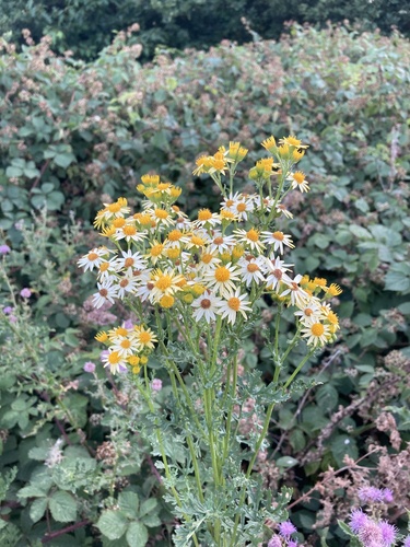 Common ragwort