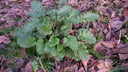 Common ragwort (Jacobaea vulgaris)
