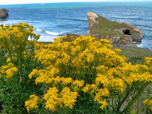 Common ragwort (Jacobaea vulgaris)