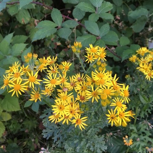 Common ragwort (Jacobaea vulgaris)