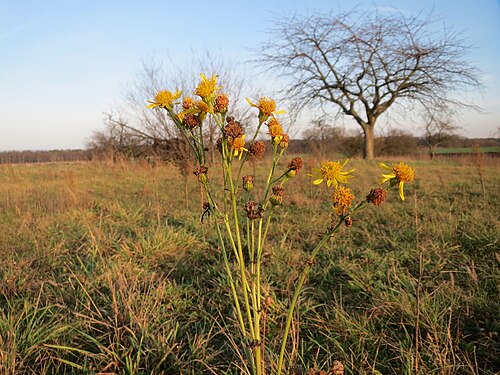 Common ragwort: Jakobs-Greiskraut ( Jacobaea vulgaris ) bei Hockenheim