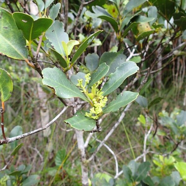 Jaffrea xerocarpa (Jaffrea xerocarpa)