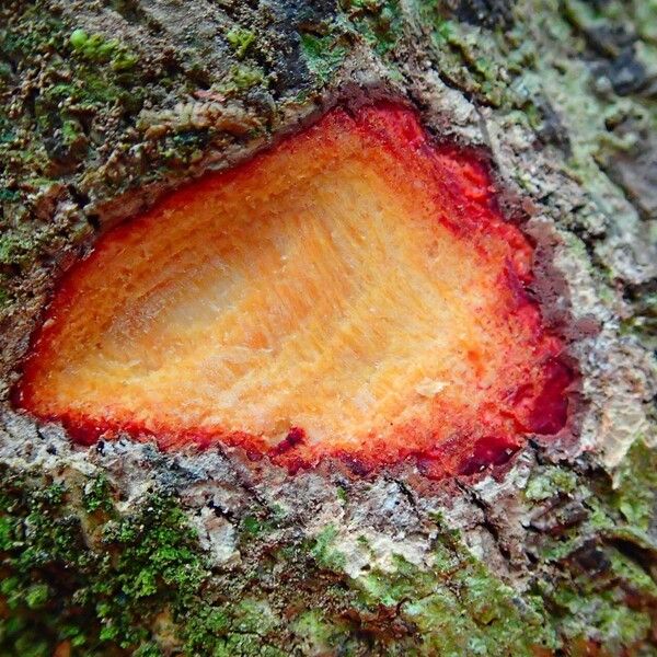 Jaffrea xerocarpa (Jaffrea xerocarpa)