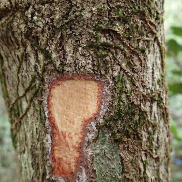 Jaffrea xerocarpa (Jaffrea xerocarpa)