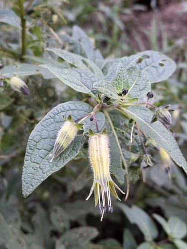 Jaltomata aijana (Jaltomata aijana)