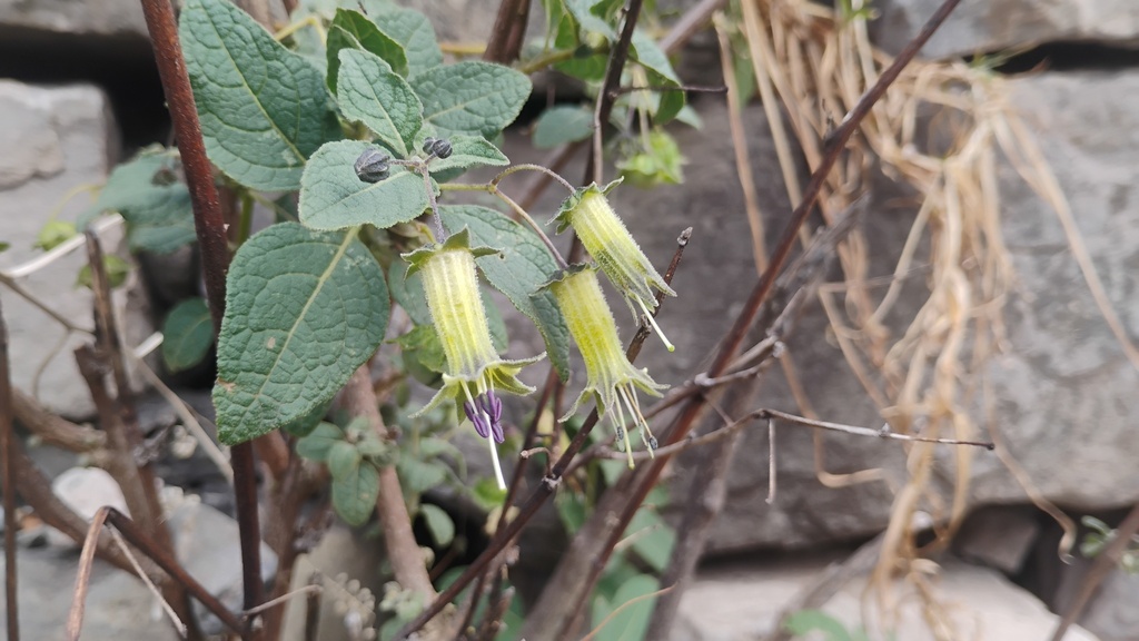 Jaltomata aijana (Jaltomata aijana)
