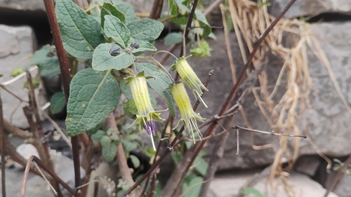 Jaltomata aijana (Jaltomata aijana)