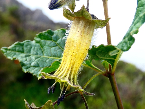 Jaltomata aijana (Jaltomata aijana)