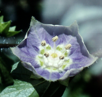 Jaltomata andersonii: Flowers of Jaltomata andersonii , Collection T. Mione, S. Leiva G. & L. Yacher 620, collected in Peru, Province Huarochirí.