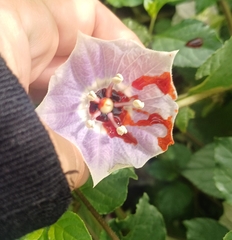 Jaltomata aspera (Jaltomata aspera)