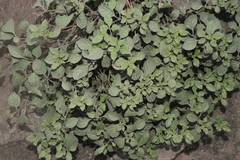 Jaltomata aspera (Jaltomata aspera)
