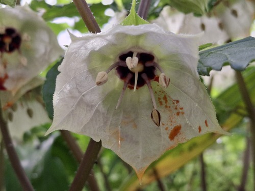 Jaltomata aspera (Jaltomata aspera)