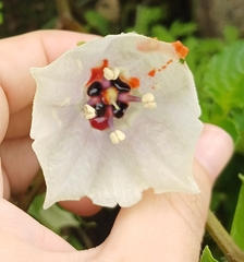 Jaltomata aspera (Jaltomata aspera)