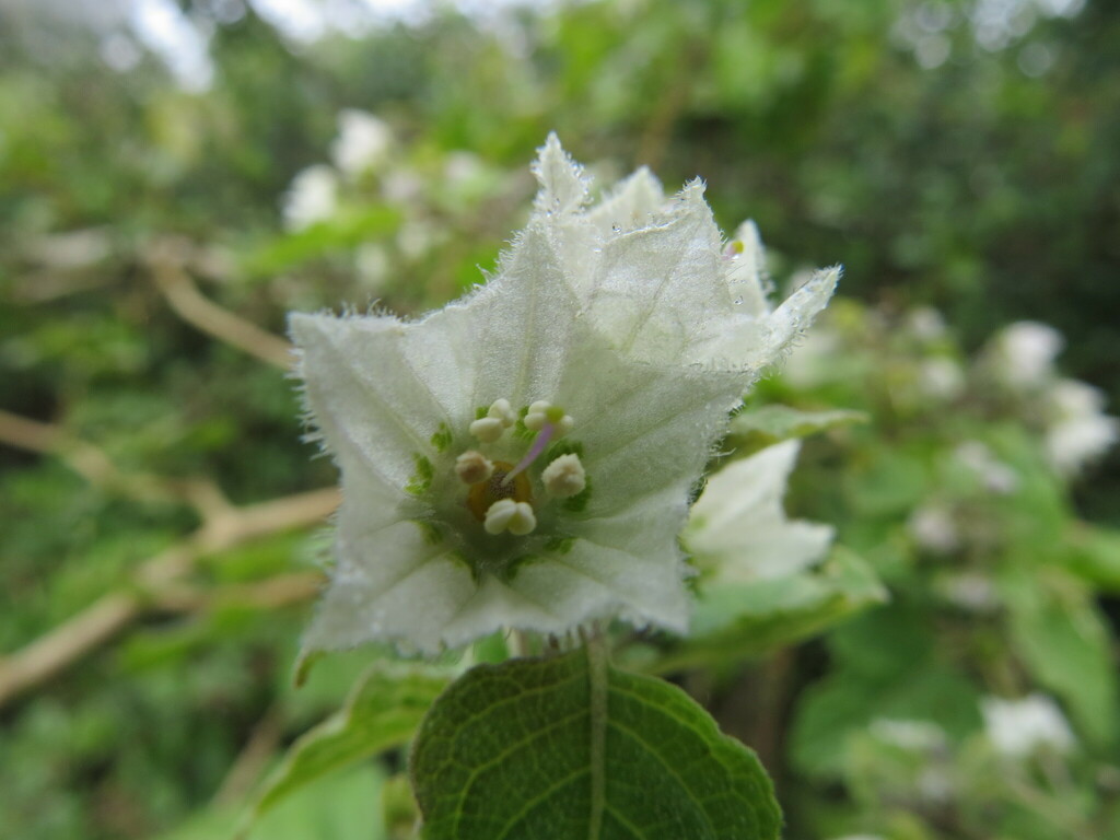 Jaltomata atiquipa (Jaltomata atiquipa)