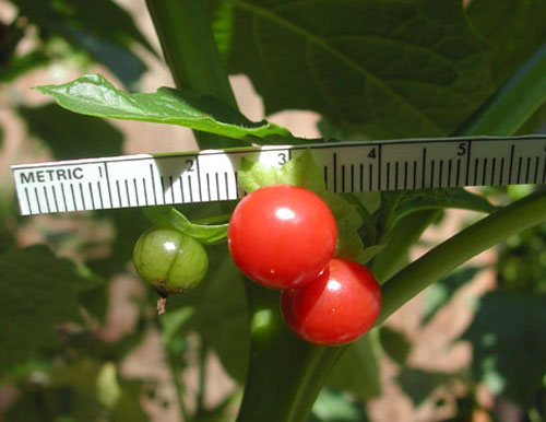 Jaltomata auriculata: Ripe red fruits of Jaltomata auriculata , Collection Plowman & Davis 4449 grown as Mione 450, collected in Ecuador, Province Pichincha.