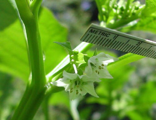 Jaltomata auriculata: Two open flowers of Jaltomata auriculata , anthers dehisced, Collection Plowman & Davis 4449 grown as Mione 450, collected in Ecuador, Province Pichincha.