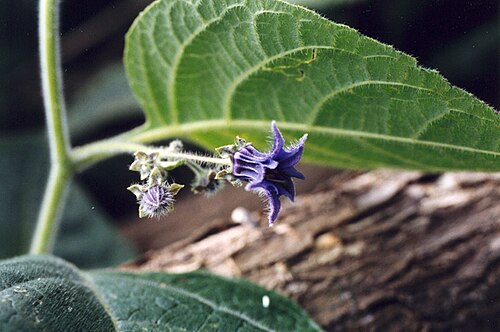 Jaltomata bernardelloana: Flower and Leaf of Jaltomata bernardelloana , Collection Mione & S. Leiva 640, collected in Peru, Distrito Salpo at 3070 m elevation. Photo taken in Peru.