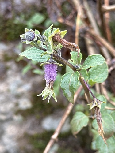Jaltomata bicolor (Jaltomata bicolor)
