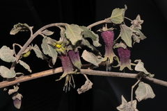 Jaltomata bicolor (Jaltomata bicolor)