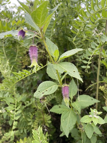 Jaltomata bicolor (Jaltomata bicolor)
