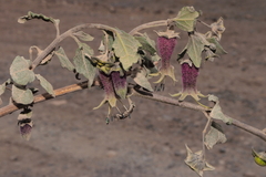 Jaltomata bicolor (Jaltomata bicolor)