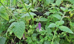 Jaltomata bicolor (Jaltomata bicolor)