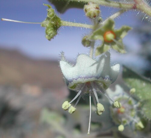 Jaltomata cajacayensis: Flower of Jaltomata cajacayensis , Collection Mione, Leiva & Yacher 729, collected in Peru, Province Bolognesi at 2639 m elevation. Photo taken in Peru.