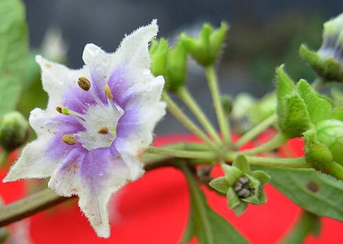 Jaltomata cajamarca: Flower of Jaltomata cajamarca , Collection Mione, Leiva G. & Yacher 757, collected in Peru, Province Contumazá. Photo taken in Peru, 22 Mar 2007