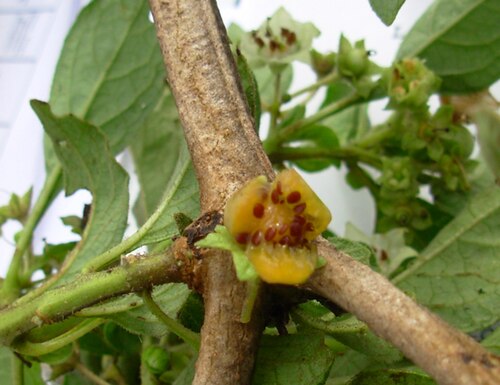Jaltomata chotanae: Fruits of Jaltomata chotanae , Collection 731.