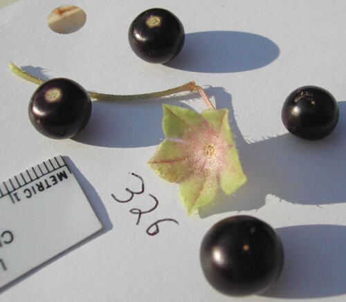 Jaltomata confinis: Fruits of Jaltomata confinis . Collection Spooner et al. 7068, grown as Mione 326. Collected in Guatemala, Departamento Huehuetenango at 3350 m elevation.
