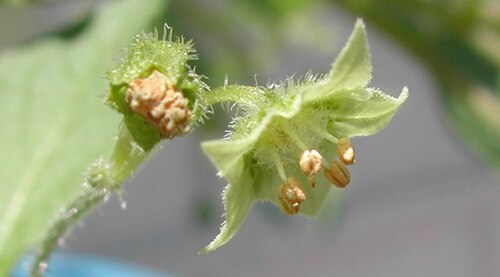 Jaltomata confinis: Flower of Jaltomata confinis in hermaphroditic phase. Collection Spooner et al. 7068, grown as Mione 326. Collected in Guatemala, Departamento Huehuetenango at