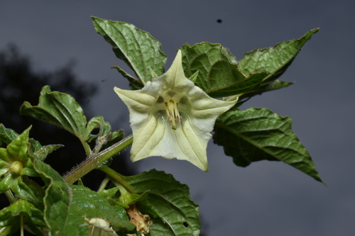 Jaltomata herrerae (Jaltomata herrerae)